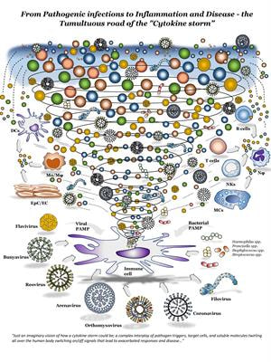 Cover image for research topic "From Pathogenic Infections to Inflammation and Disease - the Tumultuous Road of the 'Cytokine Storm'"