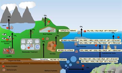 Cover image for research topic "Methanotrophs: Diversity, Environmental Relevance and Applications"