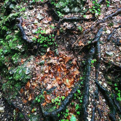 Cover image for research topic "Plant Litter Decomposition, Carbon Sequestration, and Their Patterns"