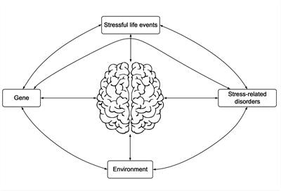 Cover image for research topic "Genetic and Environmental Influences on the Stressed Brain: A Neuroimaging Perspective"