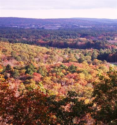 Cover image for research topic "Understanding Responses of Forest Foliage Phenology in Autumn to Environmental Stressors"