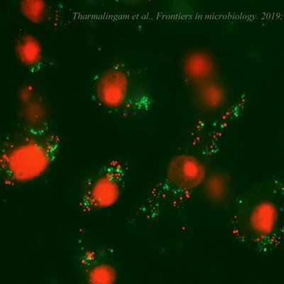 Cover image for research topic "Therapeutics Targeting Intracellular Bacteria"