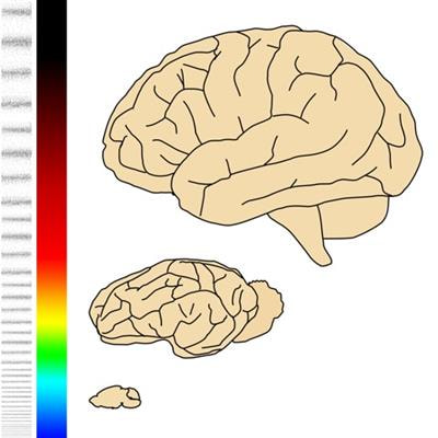 Cover image for research topic "Advances in Optics and Acoustics Towards Translational Functional Neuroimaging"