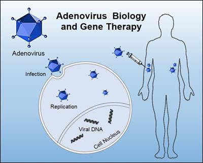 Cover image for research topic "Adenoviral Infection and Immunity, and Adenoviral Vectors for Gene Therapy Applications"