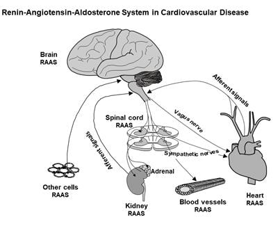 Cover image for research topic "New Trends in the Renin-Angiotensin-Aldosterone System in Cardiovascular Disease"