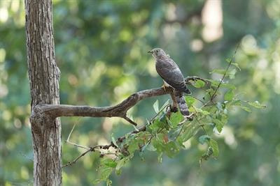 Cover image for research topic "Evolution and Function of Acoustic and Visual Signals in Avian Brood Parasitism"