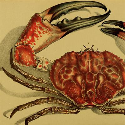 Cover image for research topic "Evolving Robotic Morphologies"