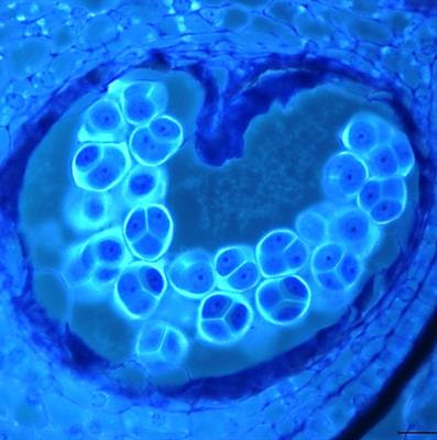 Cover image for research topic "Advances in Pollen Research: Biology, Biotechnology and Plant Breeding Applications"