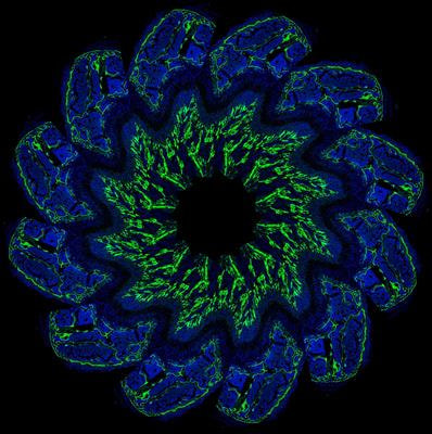 Cover image for research topic "Epigenetic Mechanisms in Skeletal Development and Skeletal Growth Disorders"