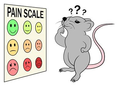 Cover image for research topic "Preclinical Animal Models and Measures of Pain: Improving Predictive Validity for Analgesic Drug Development - Volume I"