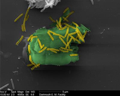 Cover image for research topic "Extremophiles in Lignocellulose Degradation"