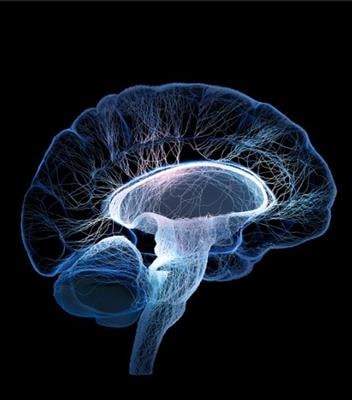 Cover image for research topic "The Role of the Brainstem and Cerebellum in Autism and Related Neurodevelopmental Disorders  (DD)"