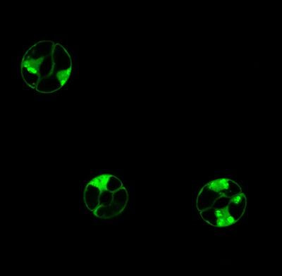 Cover image for research topic "Stomatal Biology and Beyond"