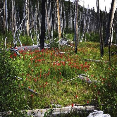Cover image for research topic "Small Area Estimation in Forest Inventories: New Needs, Methods, and Tools"