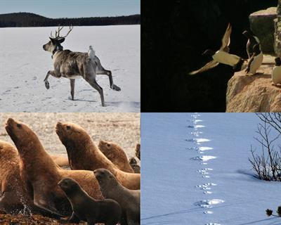 Cover image for research topic "Cognitive Movement Ecology"