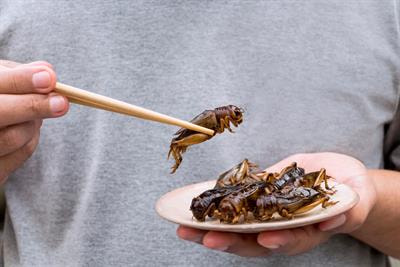 Cover image for research topic "Insects: a Source of Safe and Sustainable Food?"