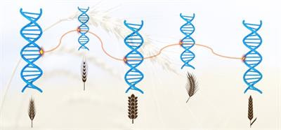 Cover image for research topic "Genetic Validation and its Role in Crop Improvement"