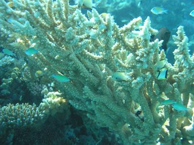 Cover image for research topic "Emotional Function of Sociability in Fish"