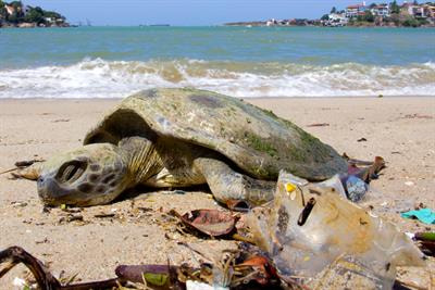 Cover image for research topic "Plastic Ingestion: Understanding Causes and Impacts"