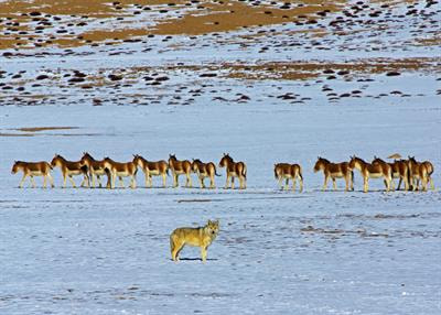 Cover image for research topic "Conservation of Woolly Wolf: Adaptation, Ecology, Evolution, and Genetics"