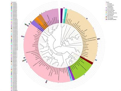 Cover image for research topic "Gut Microbial Response to Host Metabolic Phenotypes: Volume 1"