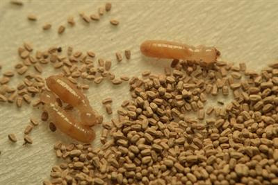 Cover image for research topic "Frass: the Legacy of Larvae – Benefits and Risks of Residues from Insect Production"
