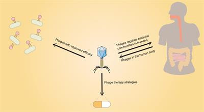 Cover image for research topic "Phage Biology and Phage Therapy"