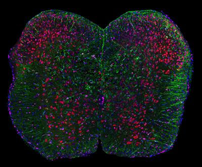 Cover image for research topic "Subcortical and Spinal Control of Motor Networks Across Vertebrates"