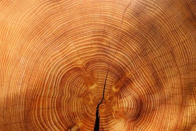 Cover image for research topic "Wood Development and Physiology in a Changing Climate"