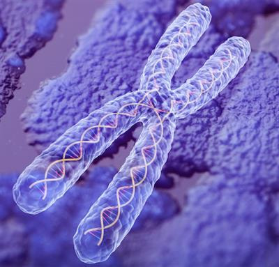 Cover image for research topic "Chromosome Structural Variants: Epidemiology, Identification and Contribution to Human Diseases"