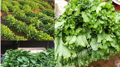 Cover image for research topic "Phytochemical Changes in Vegetables During Post-harvest Storage and Processing, and Implications for Consumer Benefits"