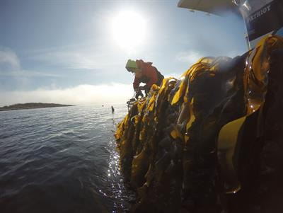 Cover image for research topic "Ocean/Aquatic Food Systems: Interactions with Ecosystems, Fisheries, Aquaculture, and People"