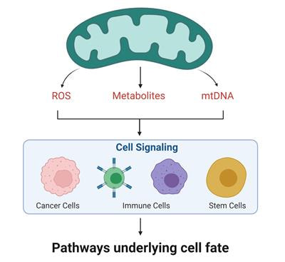 Cover image for research topic "Mitochondria as a Hub in Cellular Signaling"
