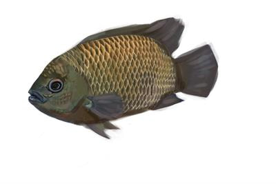 Cover image for research topic "Current State of Fish Behaviour & Welfare Research: Honoring Victoria Braithwaite"