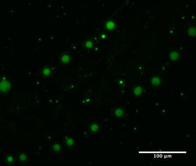 Cover image for research topic "Biological Phase Separation"