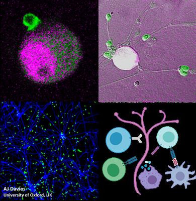 Cover image for research topic "Molecular Targets of Cellular Immunity in Peripheral Neuropathies and Neuropathic Pain"