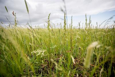 Cover image for research topic "Orphan Plant Species for Food Security and Nutrition: Successes, Challenges, and a Way Forward"
