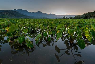 Cover image for research topic "Achieving Food System Resilience & Equity in the Era of Global Environmental Change"