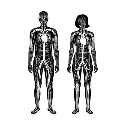 Cover image for research topic "Sex Differences in Molecular Mechanisms of Cardiovascular Aging"