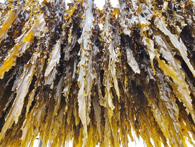 Cover image for research topic "Algal Genetics and Genetic Breeding"