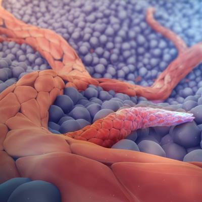 Cover image for research topic "Angiogenesis and Angiogenesis Inhibitors in Oral Cancer"