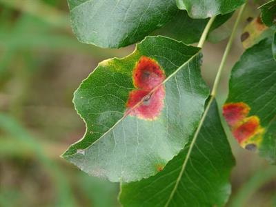 Cover image for research topic "Advances in Breeding for Quantitative Disease Resistance"