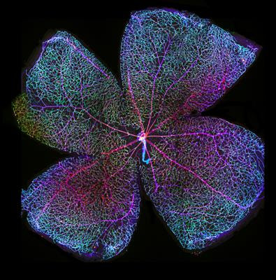 Cover image for research topic "Retinal Vascular Functional Assessment in Health and Disease"