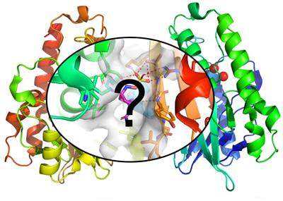 Cover image for research topic "Structural and Biochemical Aspects of the Interaction of ß-lactamases with State-of-the-Art Inhibitors"