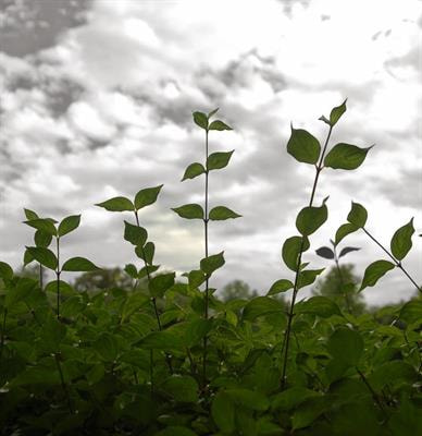 Cover image for research topic "Endemic Plants: Experimental and Theoretical Insights into Properties of Bioactive Metabolites with Therapeutic Potential"