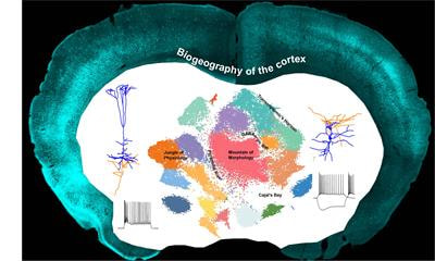 Cover image for research topic "Biogeography of the Cortex: Cell-Type Diversity Across Cortical Regions and its Functional Implications"