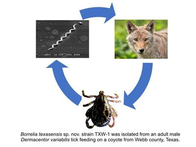 Cover image for research topic "Coinfections of Lyme Disease and Other Tick-Borne Diseases"