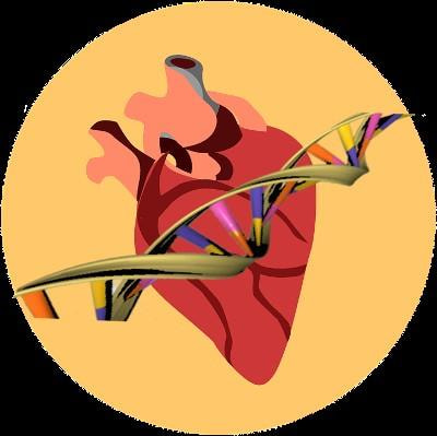 Cover image for research topic "Genetic Architecture of Quantitative Cardiovascular Imaging and Electrocardiographic Traits"