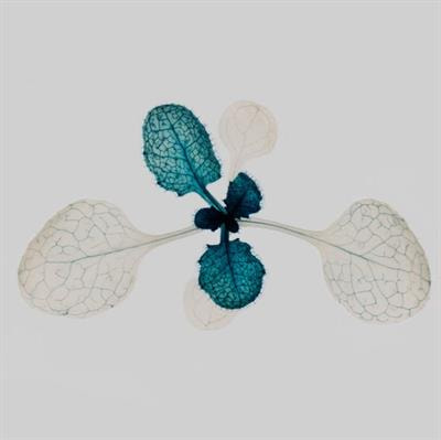 Cover image for research topic "Epigenetics in Plant Development"