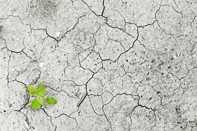 Cover image for research topic "Multi-disciplinary Approaches to Plant Responses to Climate Change"